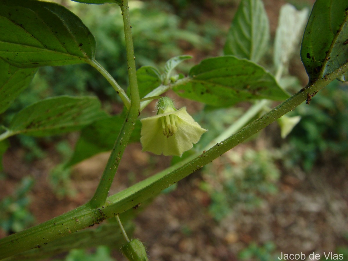 Physalis angulata L.